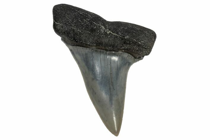 Fossil Broad-Toothed Mako Tooth - South Carolina #170422